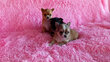 Magnifique portée chiot chihuahua