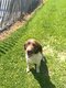 2 chiens à donner contre bons soins