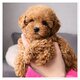 Magnifiques chiots caniche toy dispo de suite