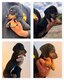 Magnifiques chiots teckel nains disponibles de...