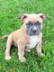 Américain bully chiots femelle