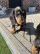 Chiots teckel merle