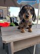 Chiots teckel merle poil long