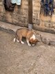 Chiots Border Collie