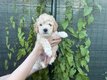 Caniche moyen