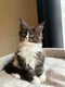 Sublimes Femelles Maine Coon