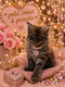 Sublimes Femelles Maine Coon