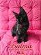 4 adorables Maine coons
