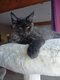 4 adorables Maine coons