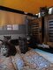 4 adorables Maine coons