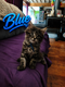 4 adorables Maine coons