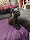 4 adorables Maine coons