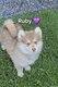Chiot pomsky femelle chocolat