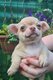 Chiots chihuahua