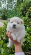 Spitz