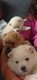 Spitz