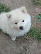 Spitz