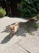 Spitz