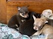 🐾 Magnifiques chiots  à la réserver...