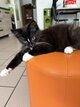 Magnifique chatons européen