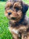 Chiot bichon havanais femelle disponible