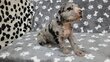 Chiot Dogue Allemand
