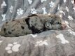 Chiot Dogue Allemand