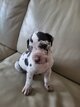 Chiot Dogue Allemand