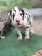 Chiot Dogue Allemand