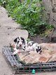 Chiot Dogue Allemand