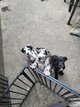 Chiot Dogue Allemand