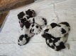 Chiots English Springer Spaniel