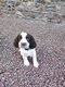 Chiots English Springer Spaniel