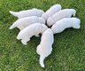 Chiots Berger Blanc Suisse à vendre
