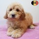 Chiots Cockapoo à vendre   Le meilleur des deux...