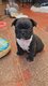 Bouledogue francais