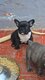 Bouledogue francais