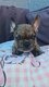Bouledogue francais