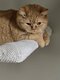 British shorthair femelle rouge