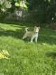 Zouki, mâle husky