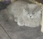 Chaton British longhair