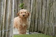 Magnifiques chiots Cockapoo abricot