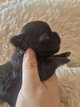 Superbe chihuahua poils long