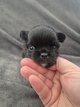 Superbe chihuahua poils long