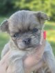 Superbe chihuahua poils long