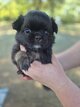 Superbe chihuahua poils long