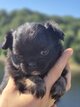 Superbe chihuahua poils long