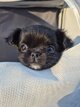 Superbe chihuahua poils long