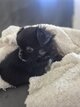 Superbe femelle chihuahua poils long