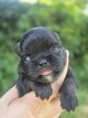 Superbe chihuahua poils long